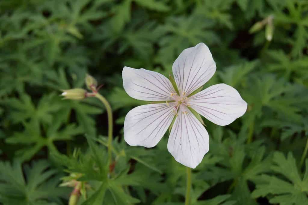 Geranium clarkei 'Kashmir White' ---